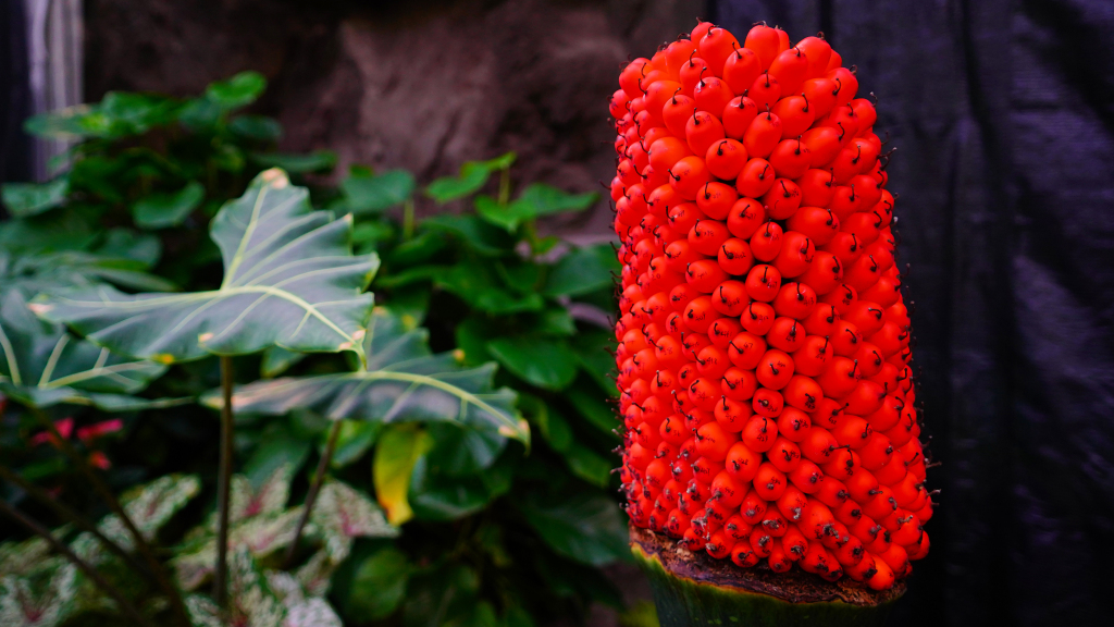 Endangered 'corpse flowers' Fruit at China National Botanical Garden