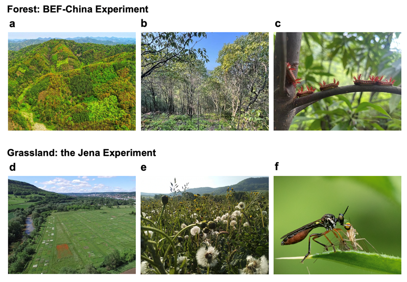Multitrophic Diversity Drives Ecosystem Multifunctionality, Amplified by Plant Diversity