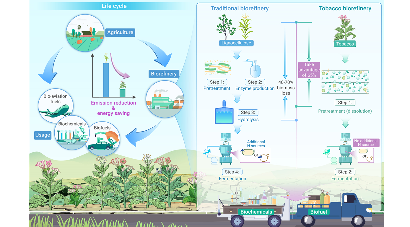 New Research Highlights Tobacco's Potential in Sustainable Bioenergy