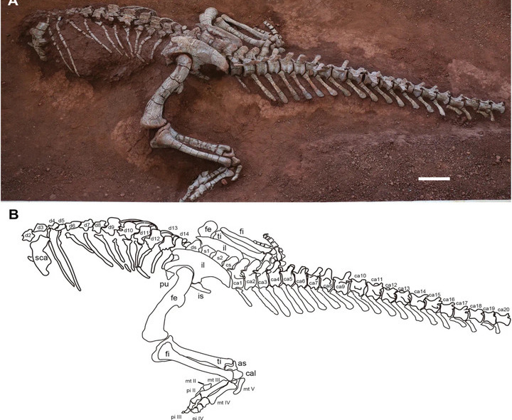 Scientists Identify New Sauropod Dinosaur Species in SW China