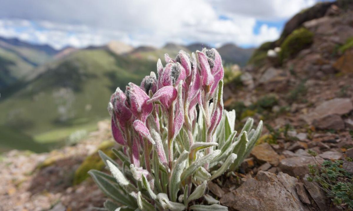 Transcriptomes of <EM>Saussurea</EM> Enlighten High-altitude Adaptation