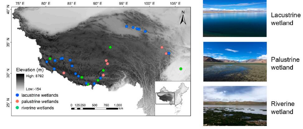 Environmental Factors Shape Ammonia-oxidizer Community Patterns in Soils from Tibetan Wetlands