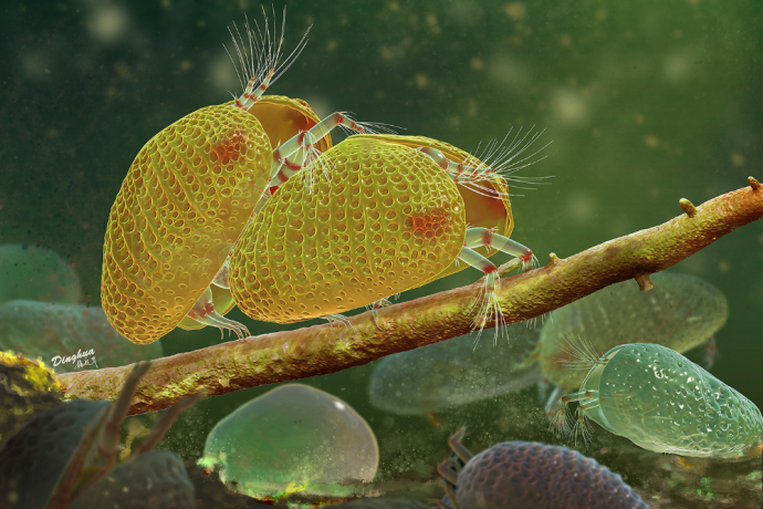 100-million-year-old Amber Reveals Sexual Intercourse of Ostracods