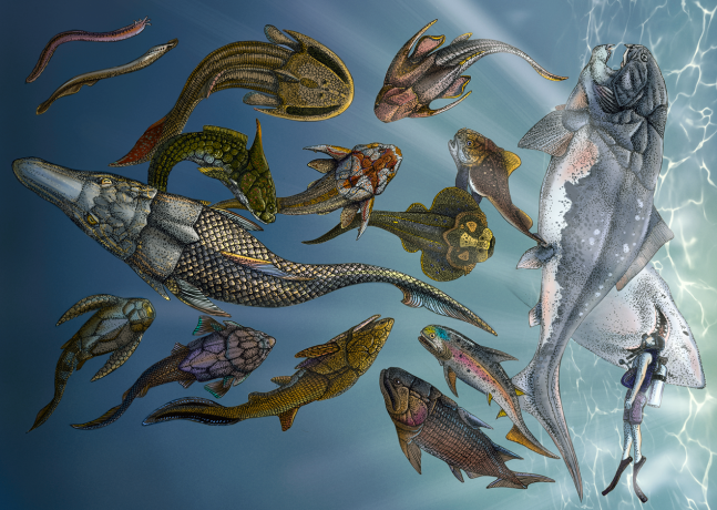 New Findings on Devonian Platypus Fish Cast Light on Evolution of Modern Jawed Vertebrates