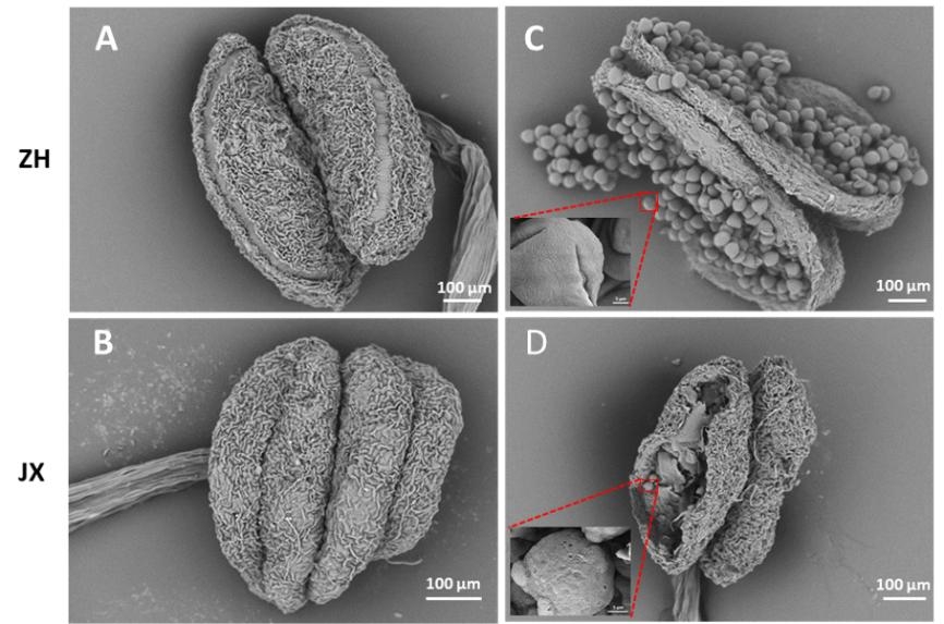 Research Reveals Mechanism Underlying Male Sterility in Peach