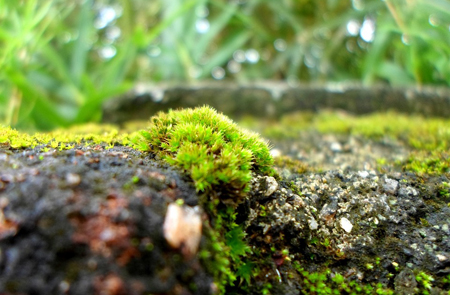 Memory of Land Surface and Subsurface Temperature Initial Anomalies over Tibetan Plateau Differs among Different Land Models