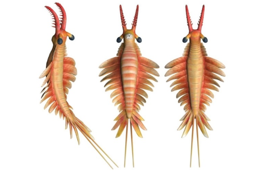 Chinese Palaeontologists Identify New Shrimp Species