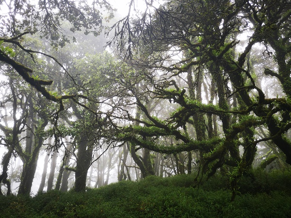 Study Provides First Systematic Analysis of Orchid Diversity and Distribution Patterns on Mount Victoria