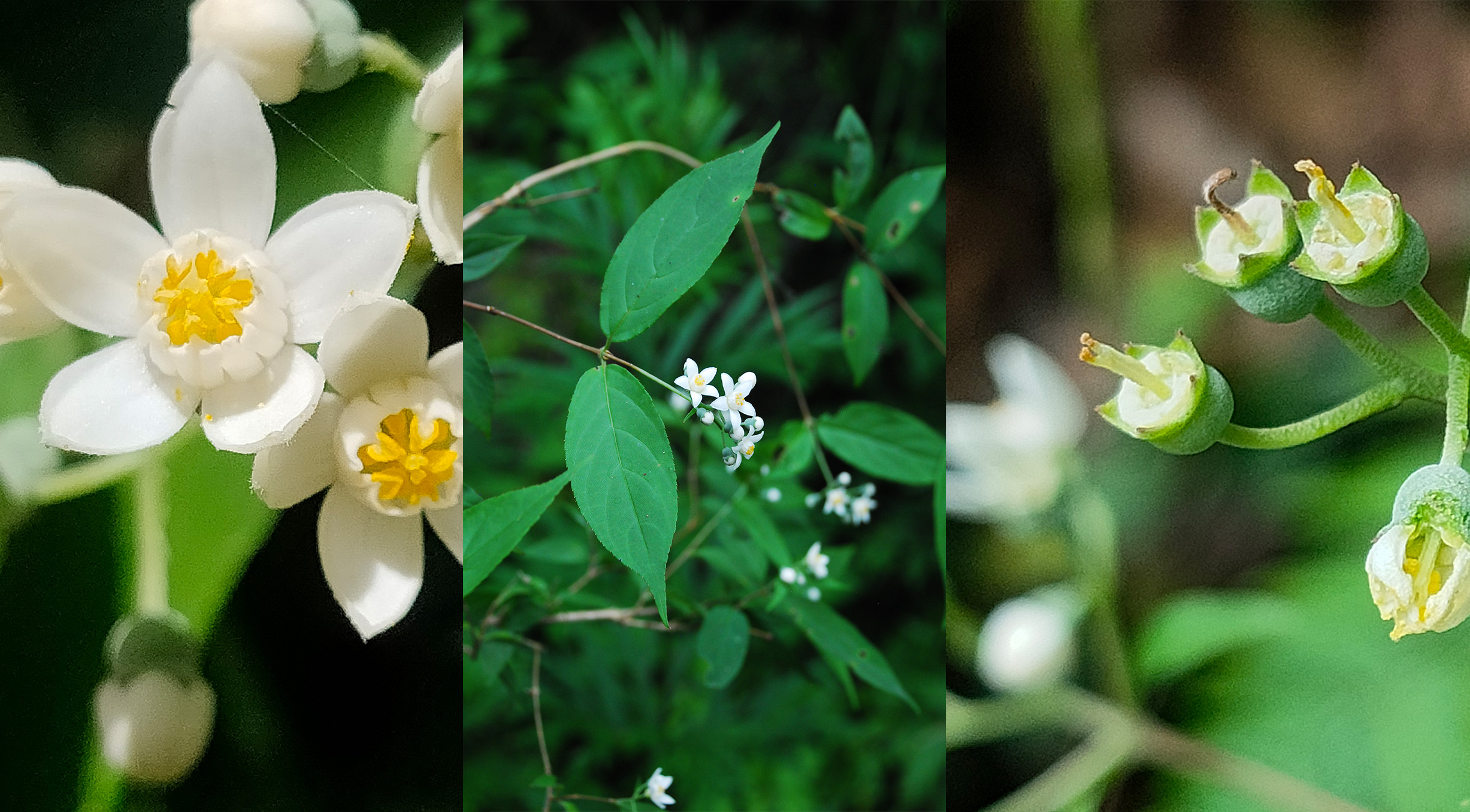 Two New Plant Species Discovered in Central China