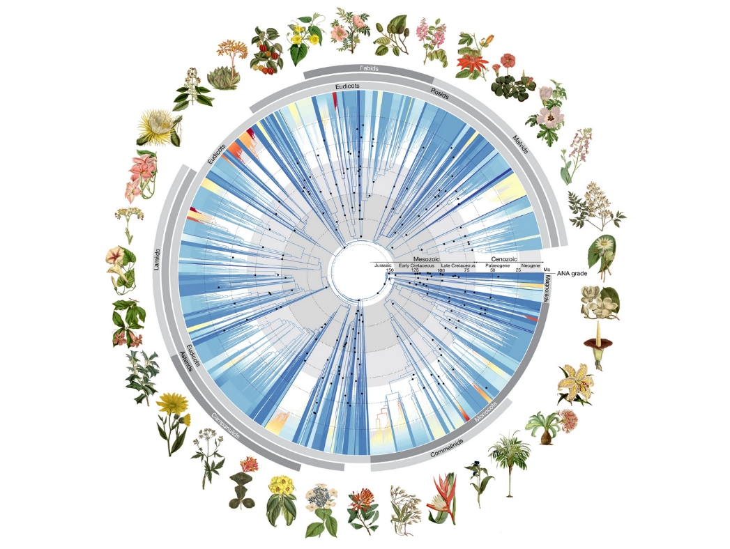 Illuminating Darwin's 'Abominable Mystery'— Vast DNA Tree of Life for Plants Revealed