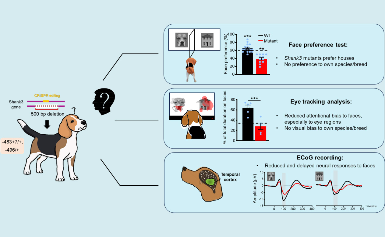 Face Processing Abnormalities Identified in Autism Dog Model