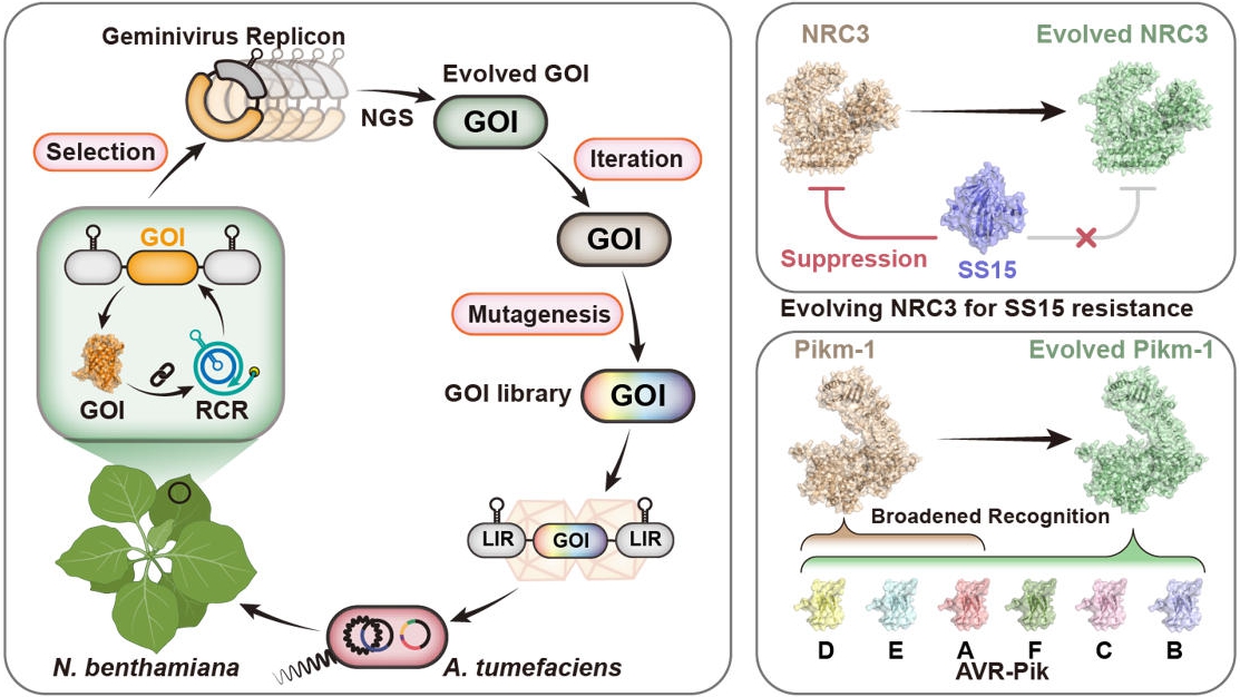Scientists Develop Rapid and Scalable Platform for in Planta Directed Evolution