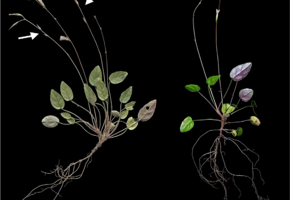 Study Enlightens Taxonomy and Habit Evolution of <em>Ainsliaea</em> Genus